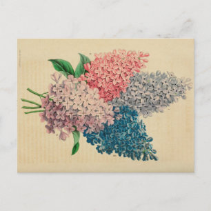 Carte postale Croquis Vintage Lily Flower