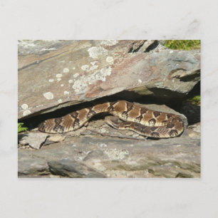 Carte Postale Crotale à Shenandoah National Park