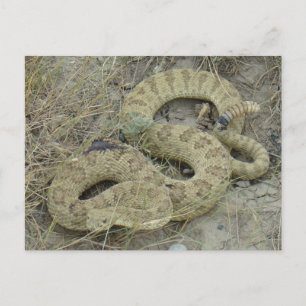 Carte Postale Crotale des prairies R20 Blessé