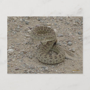 Carte Postale Crotale des prairies R9 enroulé