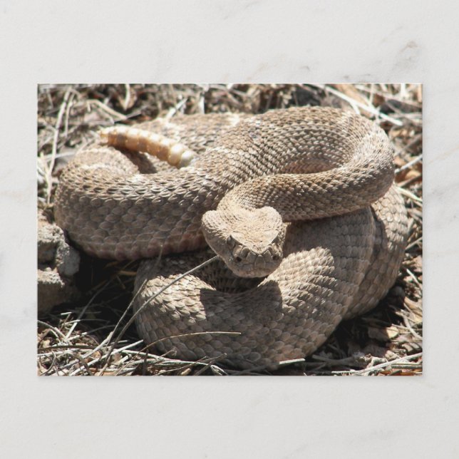 Carte Postale Crotale diamanté d'Arizona (Devant)