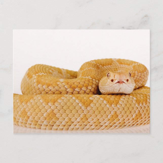 Carte Postale Crotlesnake de l'Ouest de l'Albino (Crotalus A (Devant)
