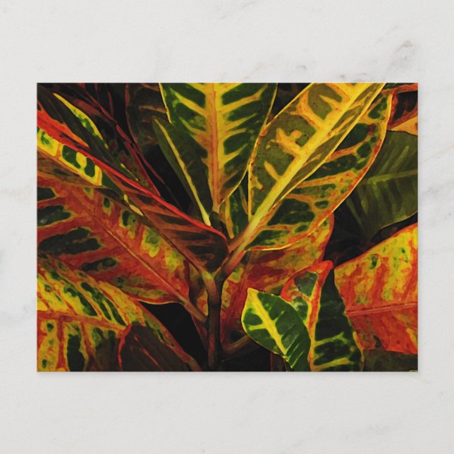 Carte Postale Croton Feuilles Abstraits (Devant)