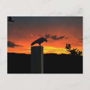 Carte Postale Crow au coucher du soleil