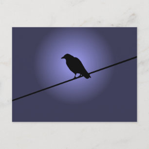 Carte Postale Crow sur fil téléphonique