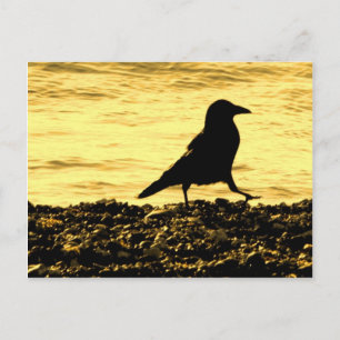 Carte Postale Crow sur la plage
