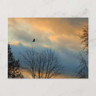 Carte Postale Crow sur un ciel pastel