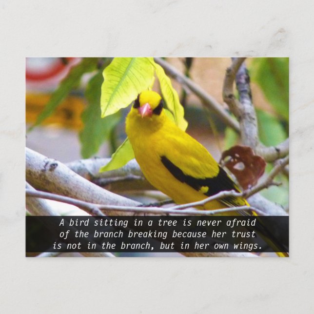 Carte Postale Croyez en vous, Oiseau Jaune Perché sur une Branch (Devant)