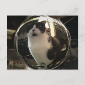 Carte Postale Crystal Cat