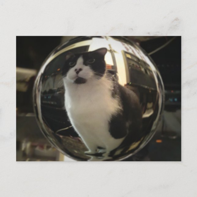 Carte Postale Crystal Cat (Devant)