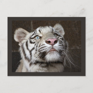Carte Postale Cube blanche en tigre