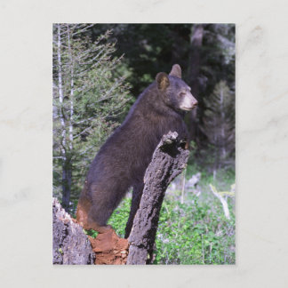Carte Postale Cube d'ours noir