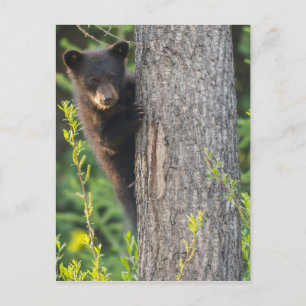 Carte Postale Cube d'ours noir au printemps