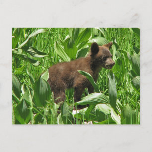 Carte Postale Cube d'ours noir de couleur Brown, Yosemite