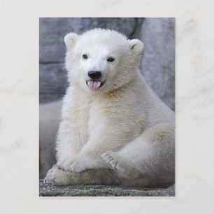 Carte Postale Cube d'ours polaire