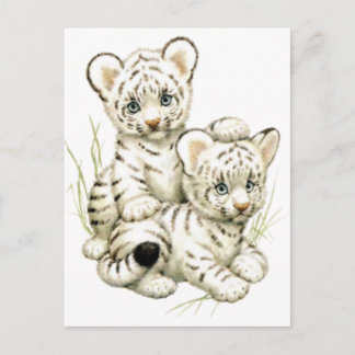 Carte Postale Cubes cubes de tigres blancs