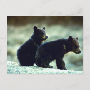 Carte Postale Cubes de l'ours noir
