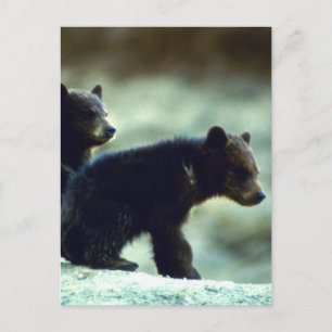 Carte Postale Cubes de l'ours noir