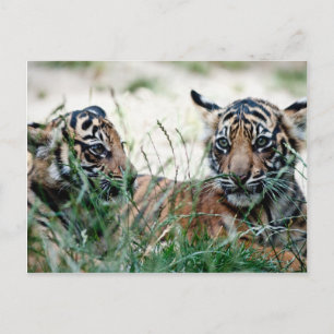 Carte Postale Cubes de tigre