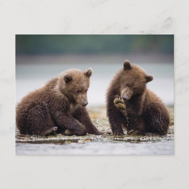 Carte Postale Cubes d'ours Brown au ruisseau (Devant)