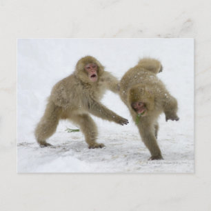 Carte Postale Cubes japonais de singe des neiges jouant sur la n