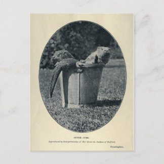 Carte Postale Cubes Otter
