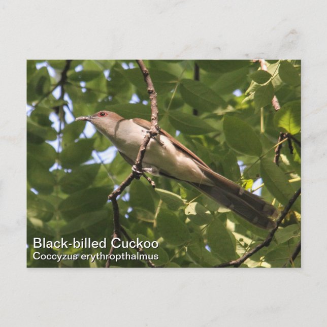 Carte Postale Cuckoo à bec noir (Devant)