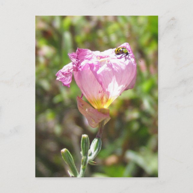 Carte postale - Cucumber Beetle (Devant)