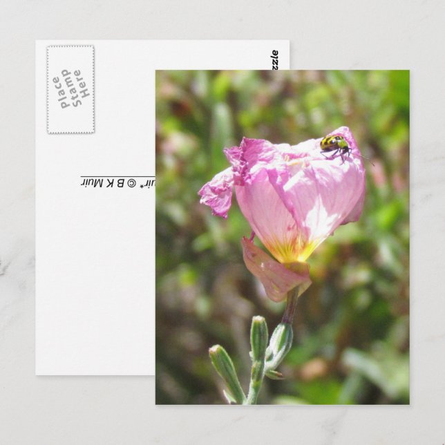 Carte postale - Cucurbitacée (Devant / Derrière)