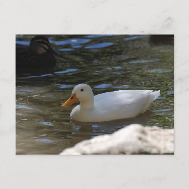 Carte Postale Cuisine Blanc Pekin Canard Nager Dans L'Étang (Devant)