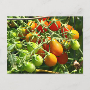 Carte Postale Cultiver des tomates