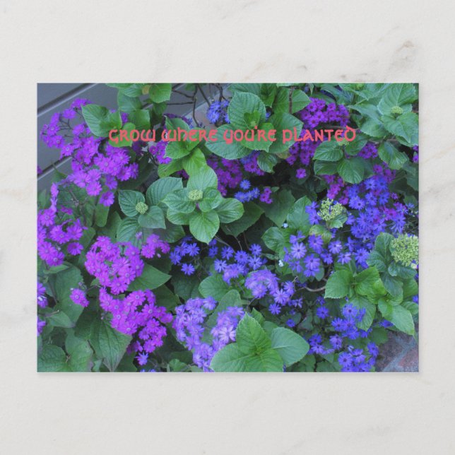 Carte Postale cultiver là où vous êtes planté (Devant)