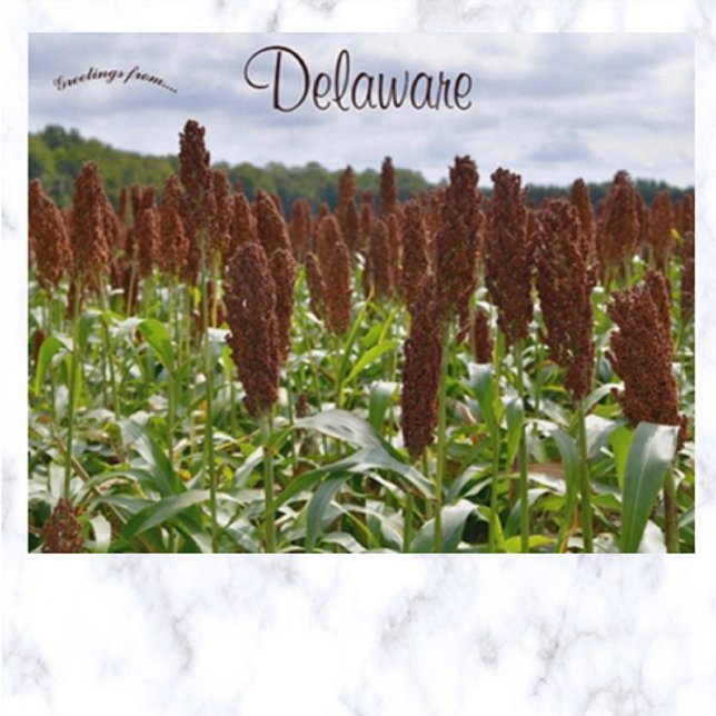 Carte Postale Cultures de sorgho dans le Delaware (Créateur téléchargé)