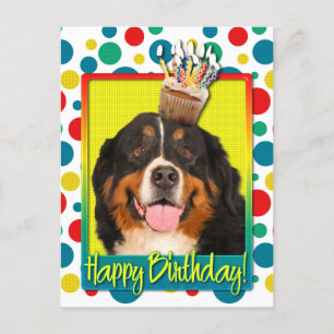 Carte Postale Cupcake d'anniversaire - Chien de montagne bernois