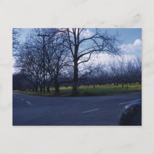 Carte Postale Cupertino Orchard 1960