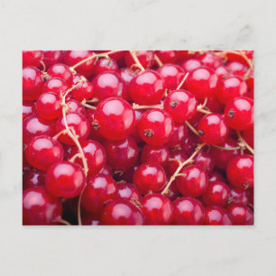 Carte Postale Curateur rouge