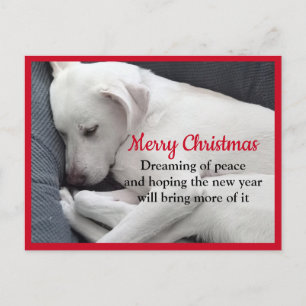 Carte Postale Cure paisible dormant blanc Chien Chien Chien Chie