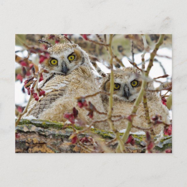 Carte Postale Curieuses owley (Devant)