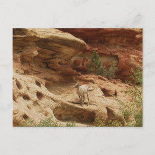 Carte Postale Curieux....