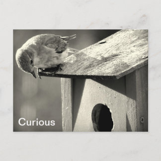 Carte Postale Curieux