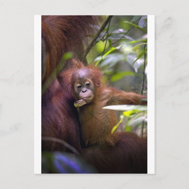 Carte Postale Curieux bébé orangoutan dans les bras de la mère (Devant)