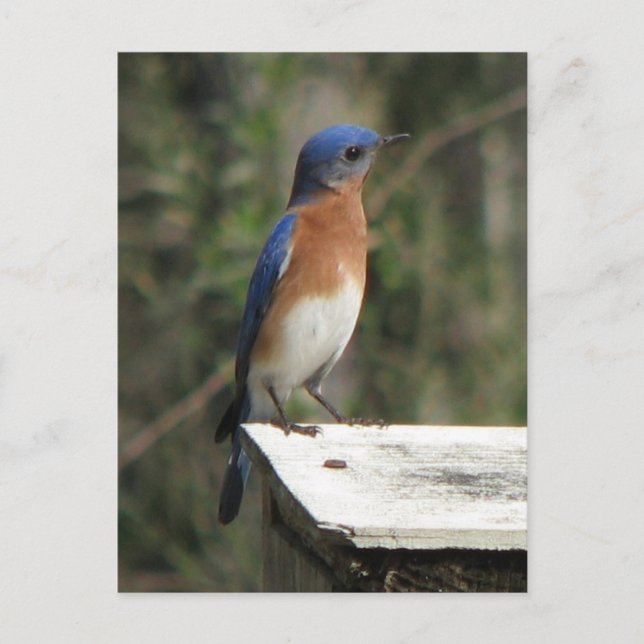 Carte postale Curieux Bluebird (Devant)