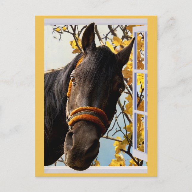 Carte Postale Curieux Cheval regardant à travers une fenêtre de  (Devant)