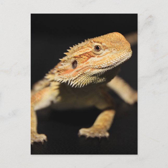 Carte Postale Curieux Dragon À Portée (Devant)