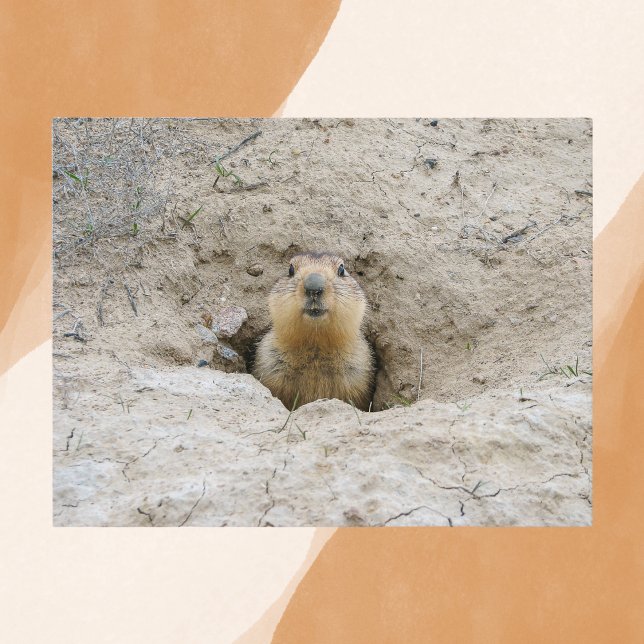 Carte Postale Curieux examen de la marmotte de fond de Burrow (Créateur téléchargé)