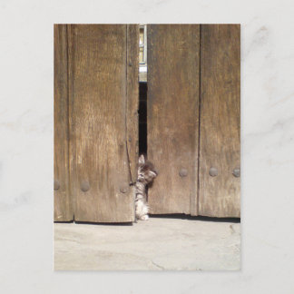 Carte Postale Curieux Kitten