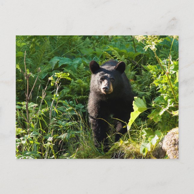 Carte Postale Curieux ours noir (Devant)