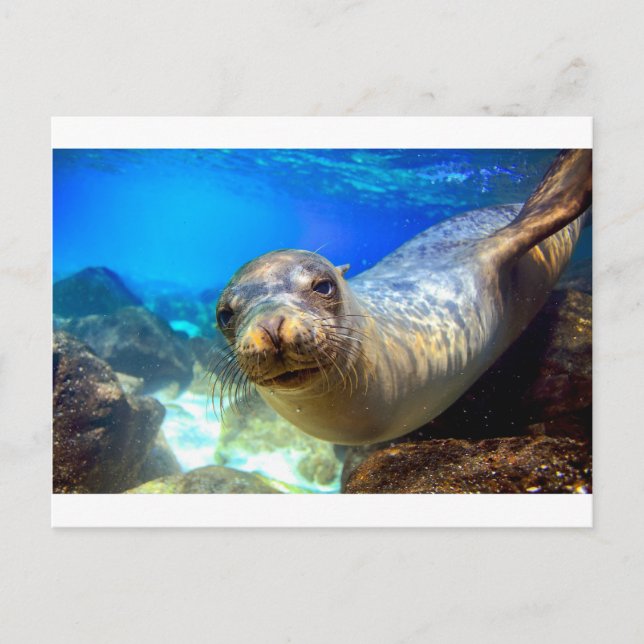 Carte Postale Curieux paradis de lions de mer sous-marin Galapag (Devant)