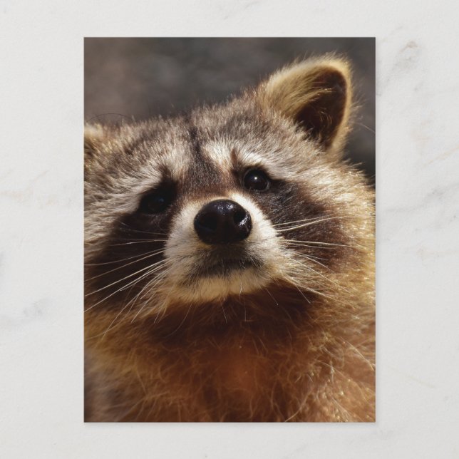 Carte Postale Curieux Raccoon (Devant)