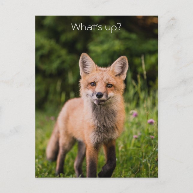 Carte Postale Curieux Red Fox mignon "What's Up ?" (Devant)
